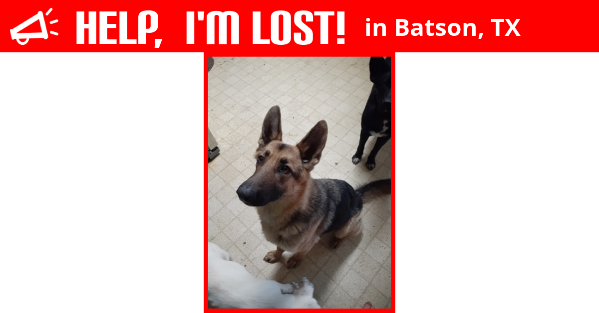 Lost Dog (Batson, Texas) Hera Cook