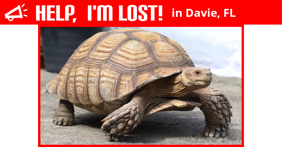 Lost Reptile (Davie, Florida) Shelly