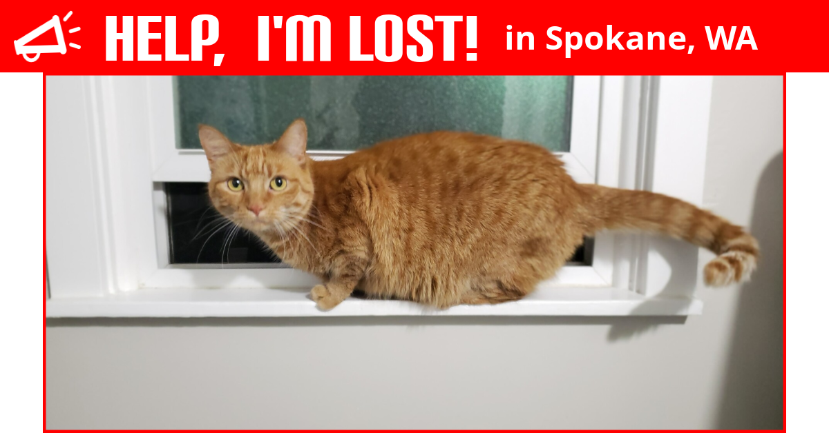 Lost Cat (Spokane, Washington) Vixie
