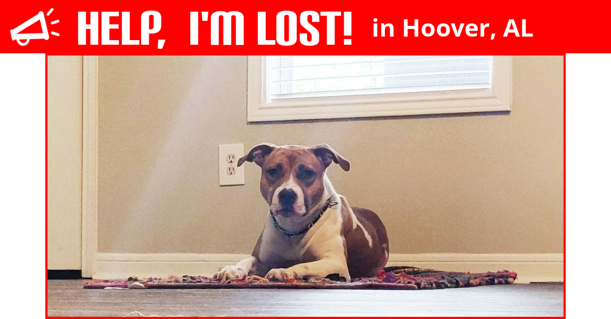 Lost Dog (Hoover, Alabama) Cutey