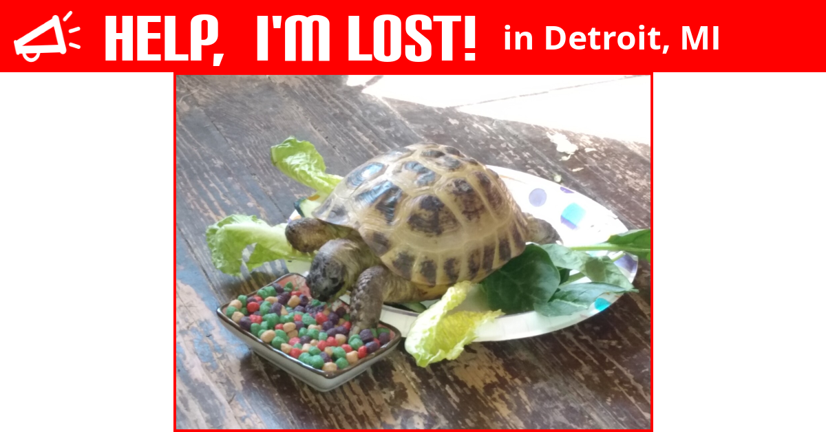 Lost Reptile (Detroit, Michigan) Imelda