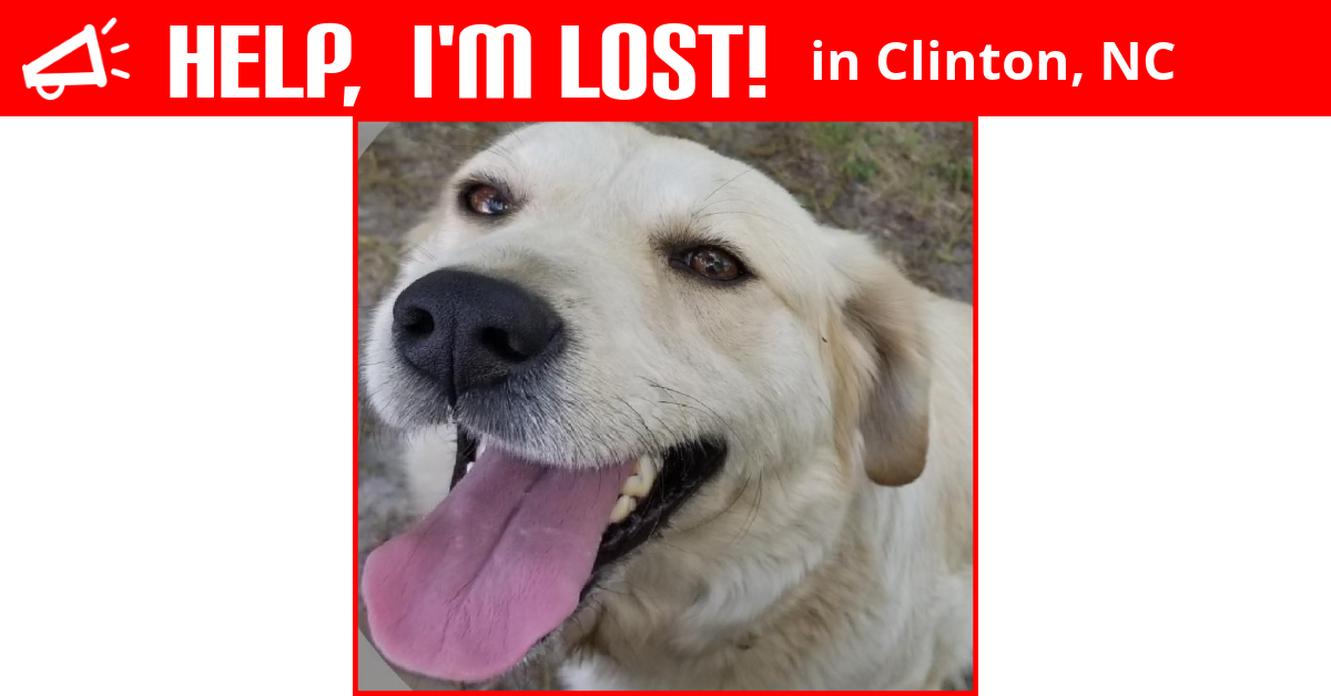 Lost Dog (Clinton, North Carolina) Flossy