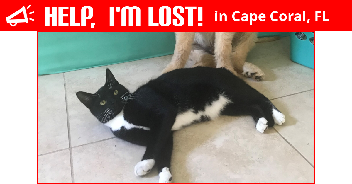 Lost Cat (Cape Coral, Florida) Brad
