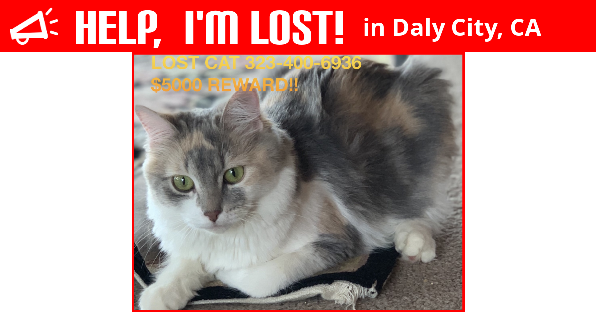 Lost Cat (Daly City, California) Smiles