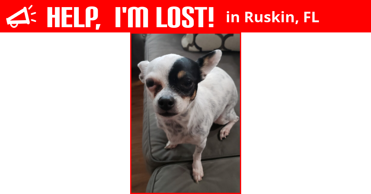 Lost Dog (Ruskin, Florida) Abby