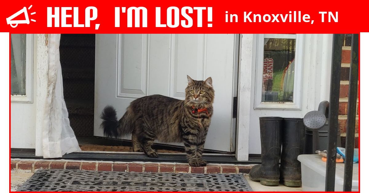 Lost Cat (Knoxville, Tennessee) Calcifer