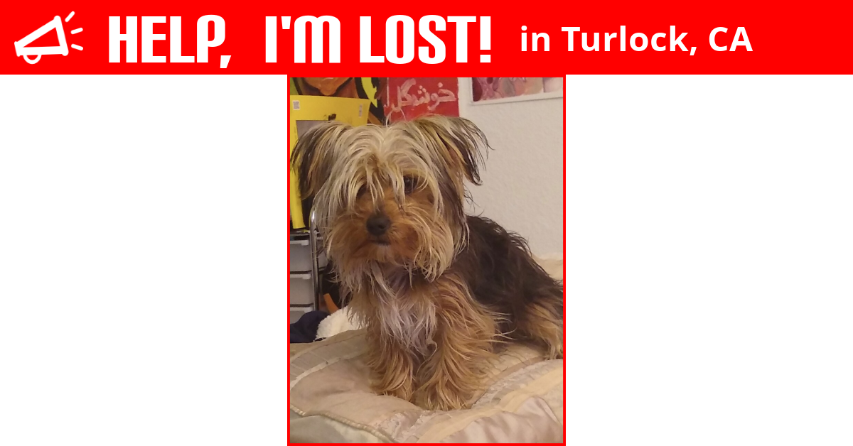 Lost Dog (Turlock, California) Viz Viz