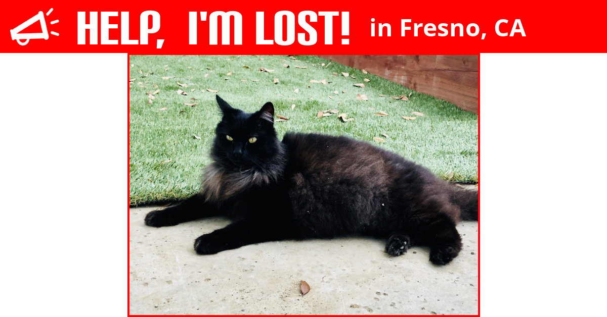 Lost Cat (Fresno, California) Monte