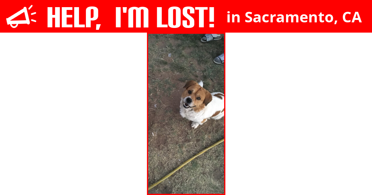 Lost Dog Sacramento California Tommy