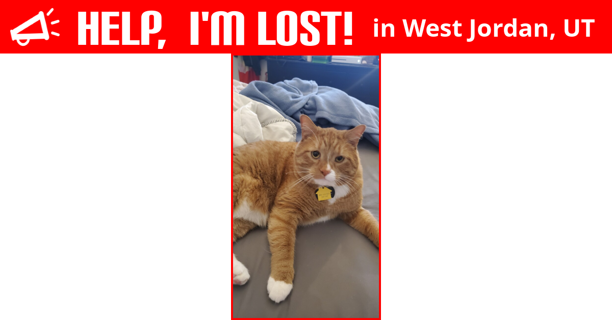 Lost Cat (West Jordan, Utah) Keekee