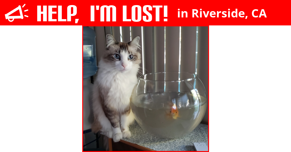 Lost Cat (Riverside, California) Cho Ha