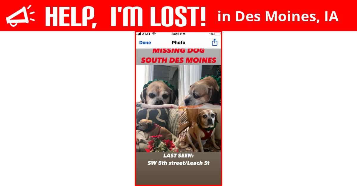 Lost Dog (Des Moines, Iowa) Gidget