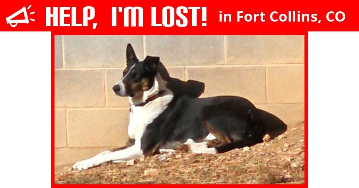 Lost Dog (Fort Collins, Colorado) Duke