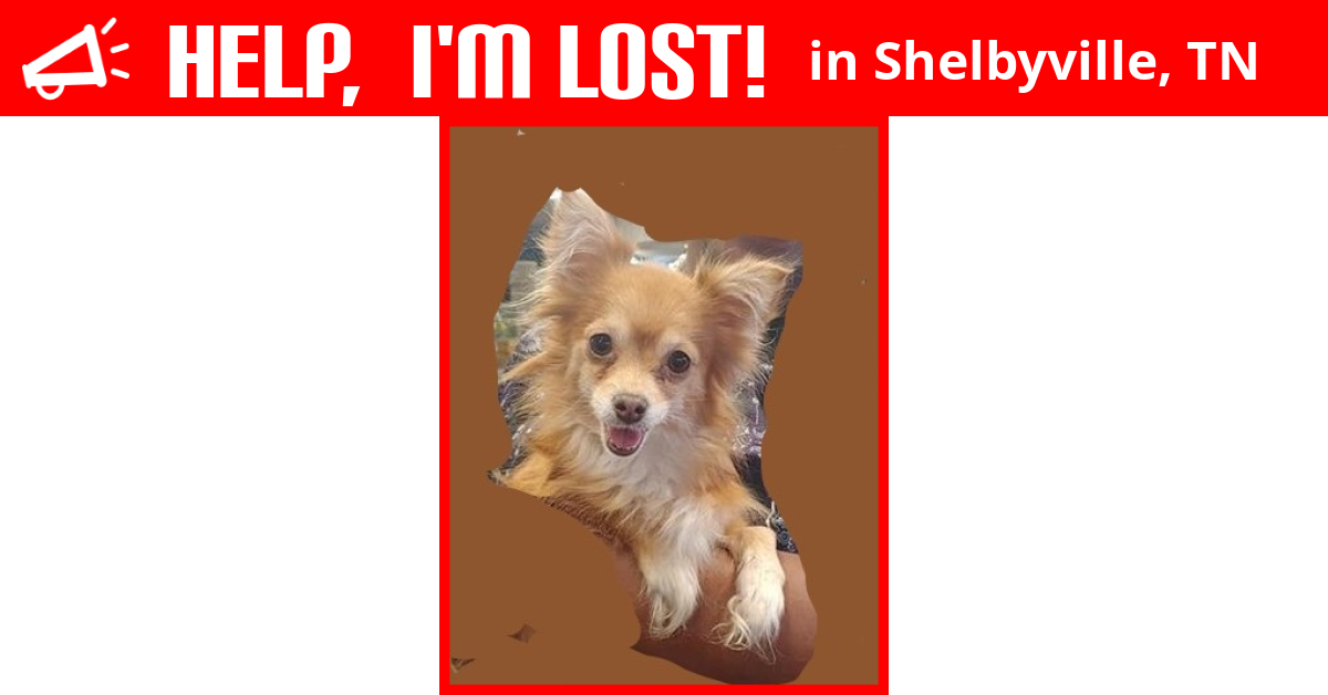 Lost Dog (Shelbyville, Tennessee) Baby