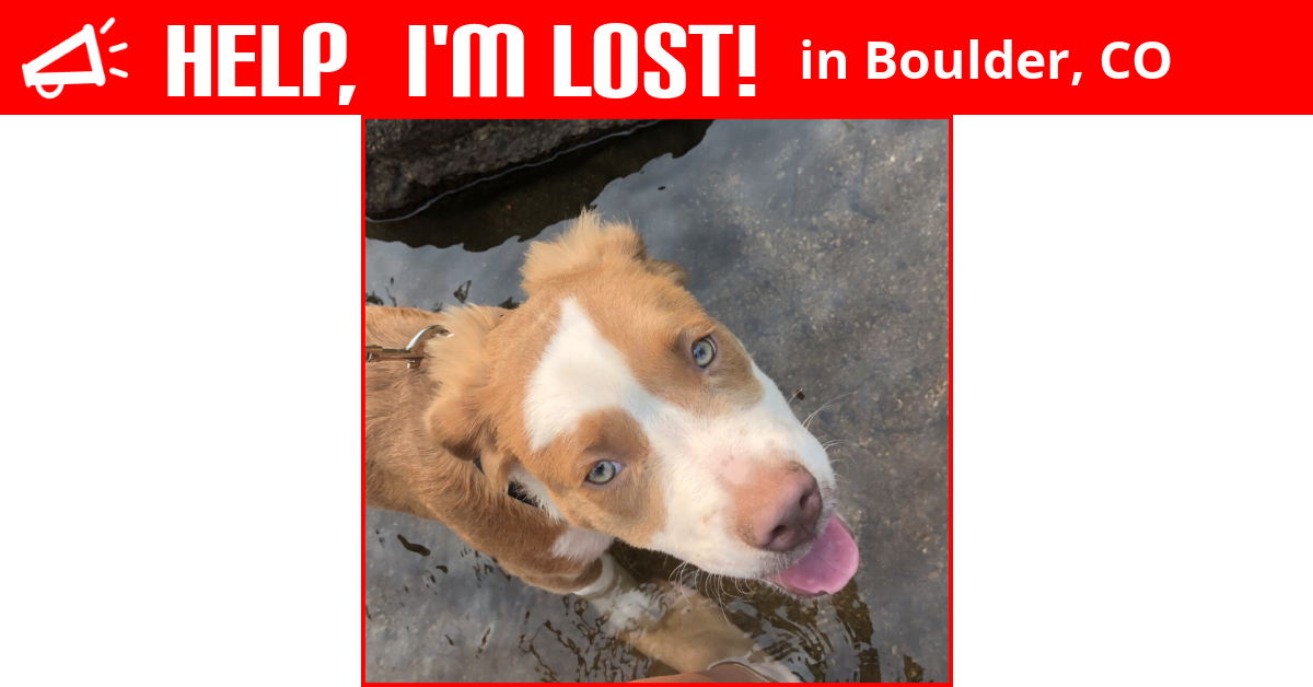 Lost Dog (Boulder, Colorado) Harlow