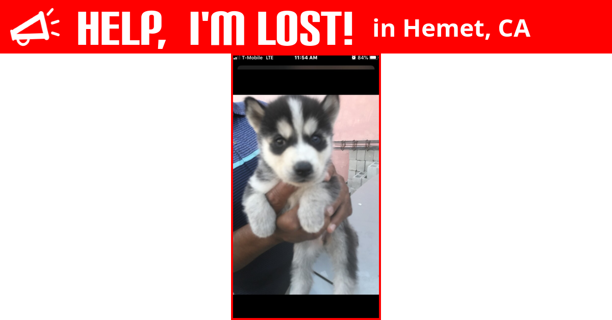Lost Dog (Hemet, California) Koda