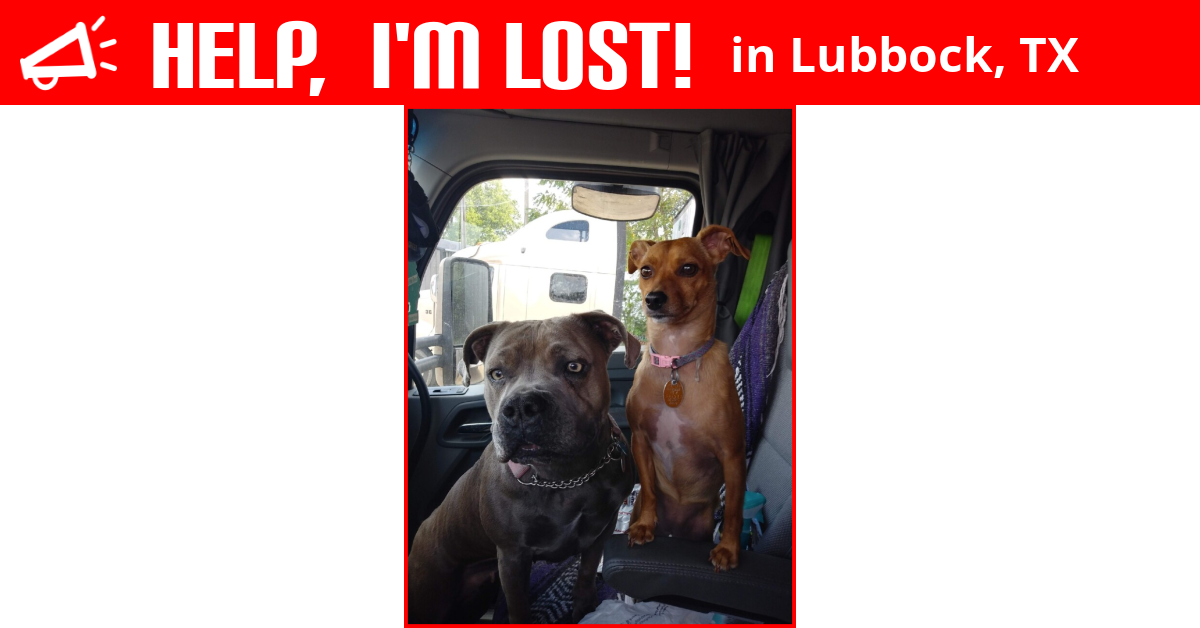 Lost Dog (Lubbock, Texas) - Princess Karmel