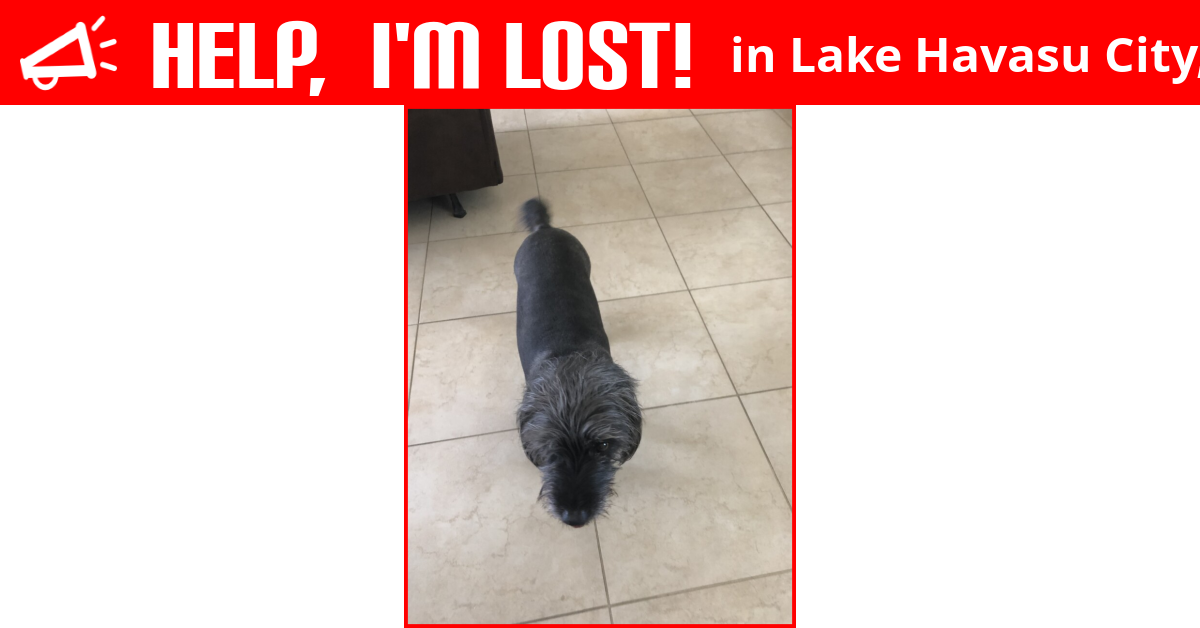 Lost Dog (Lake Havasu City, Arizona) Max