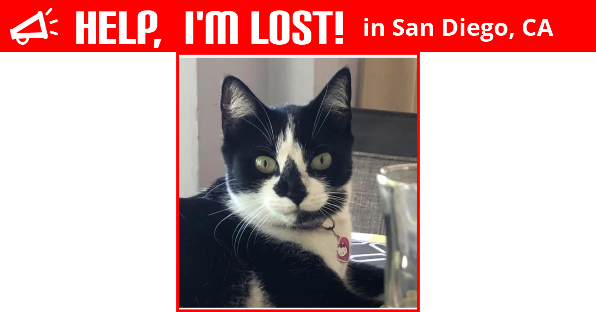 Lost Cat (San Diego, California) Bella
