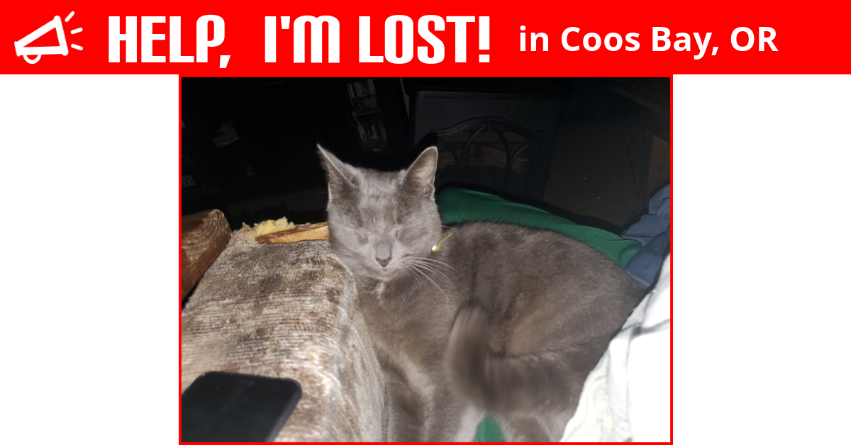 Lost Cat (Coos Bay, Oregon) Smokey