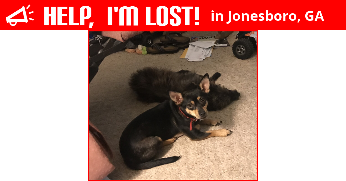 Lost Dog (Jonesboro, Abby