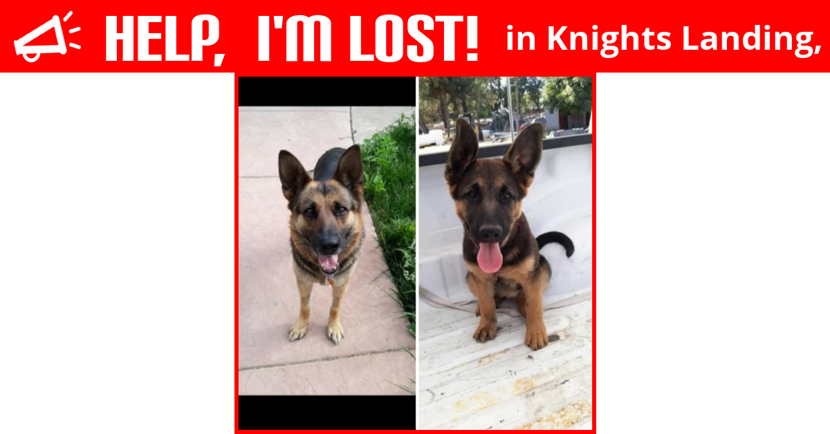 Lost Dog (Knights Landing, California) Monce And Diamond