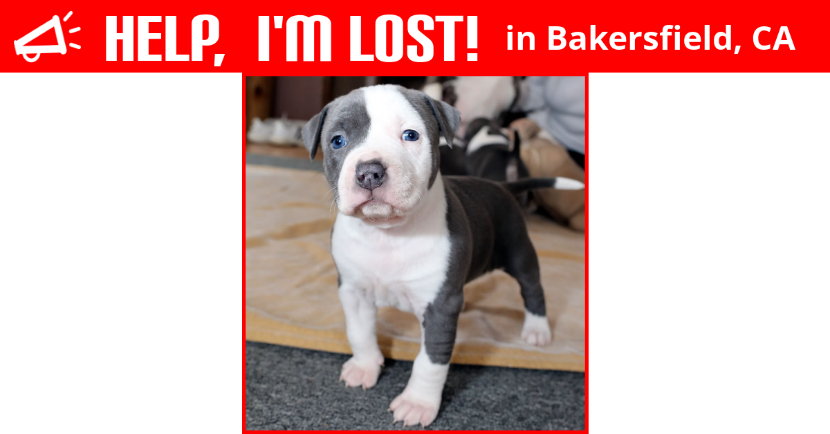 Lost Dog (Bakersfield, California) Pitbull Pup For Sale