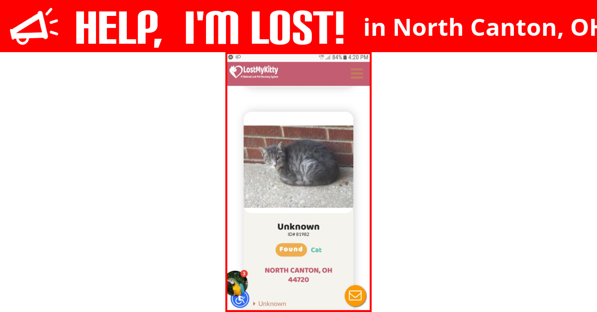 Lost Cat (North Canton, Ohio) Bo