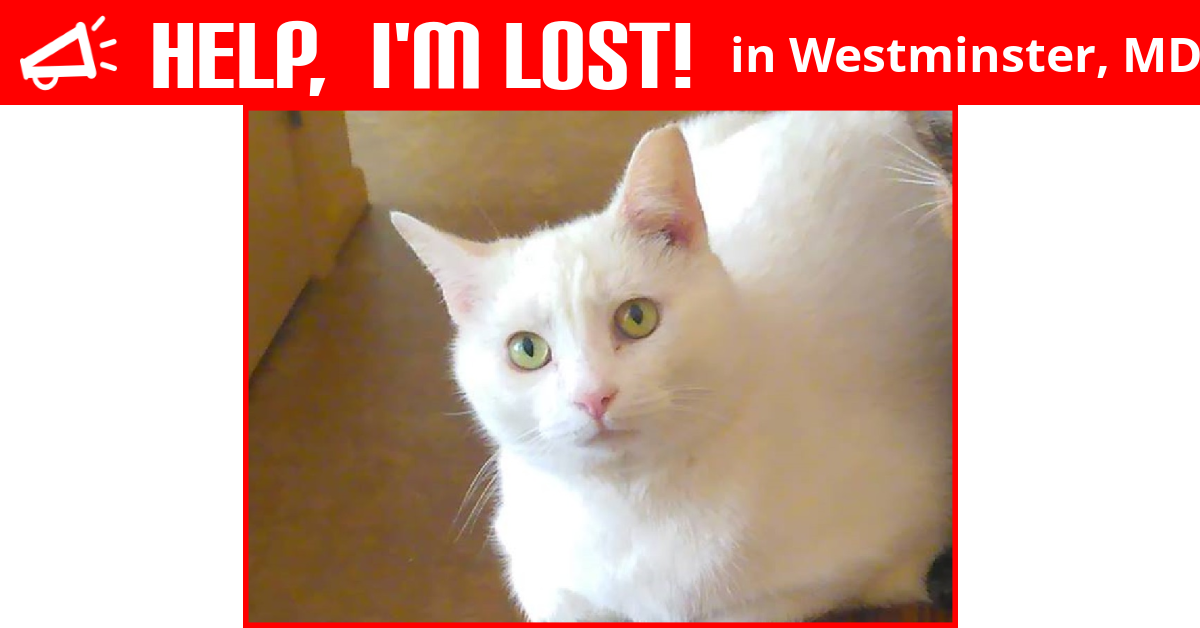 Lost Cat (Westminster, Maryland) Sally