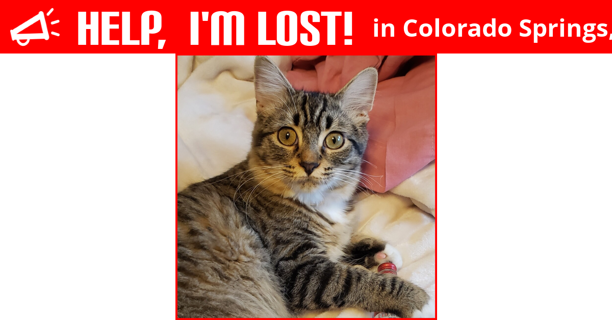 Lost Cat (Colorado Springs, Colorado) Meowmo