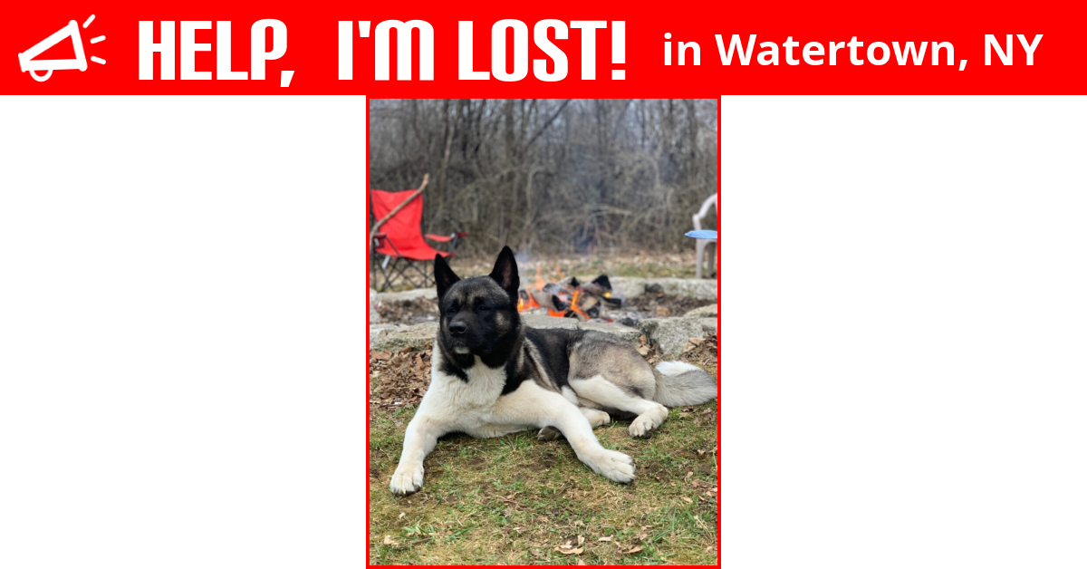 Lost Dog (Watertown, New York) Kumo