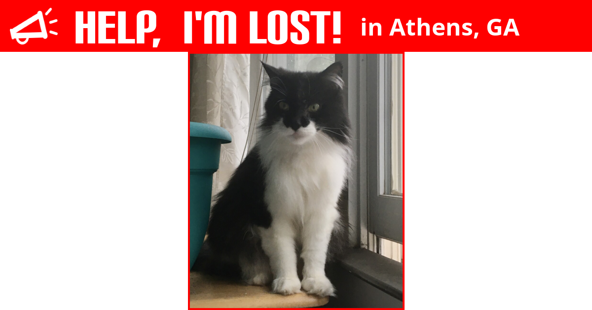 Lost Cat (Athens, Peck