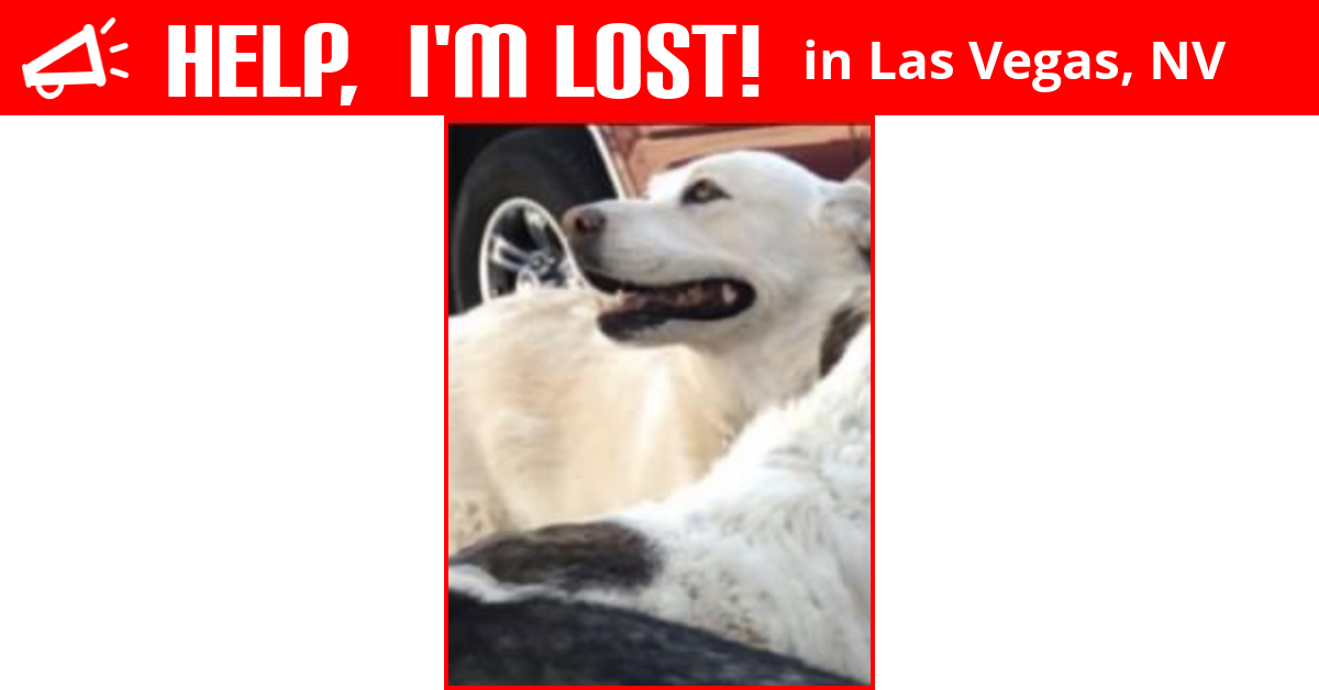 Lost Dog (Las Vegas, Nevada) Osa