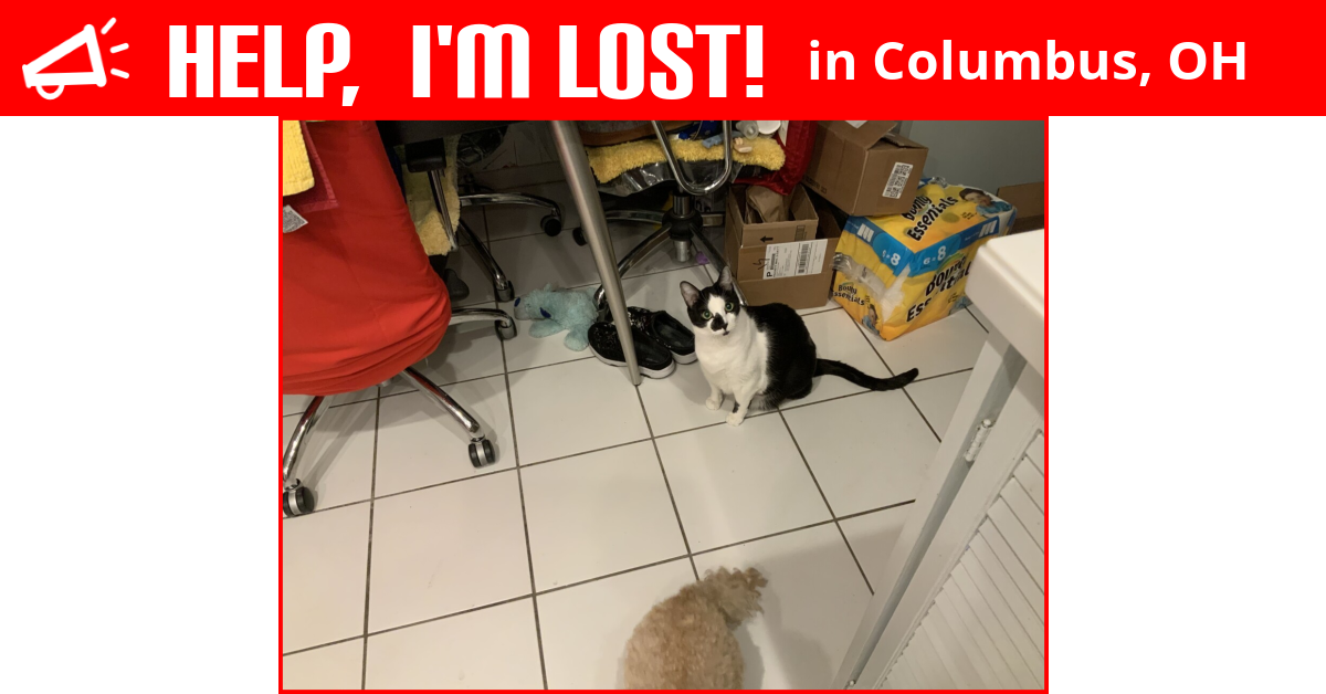 Lost Cat (Columbus, Ohio) Manning