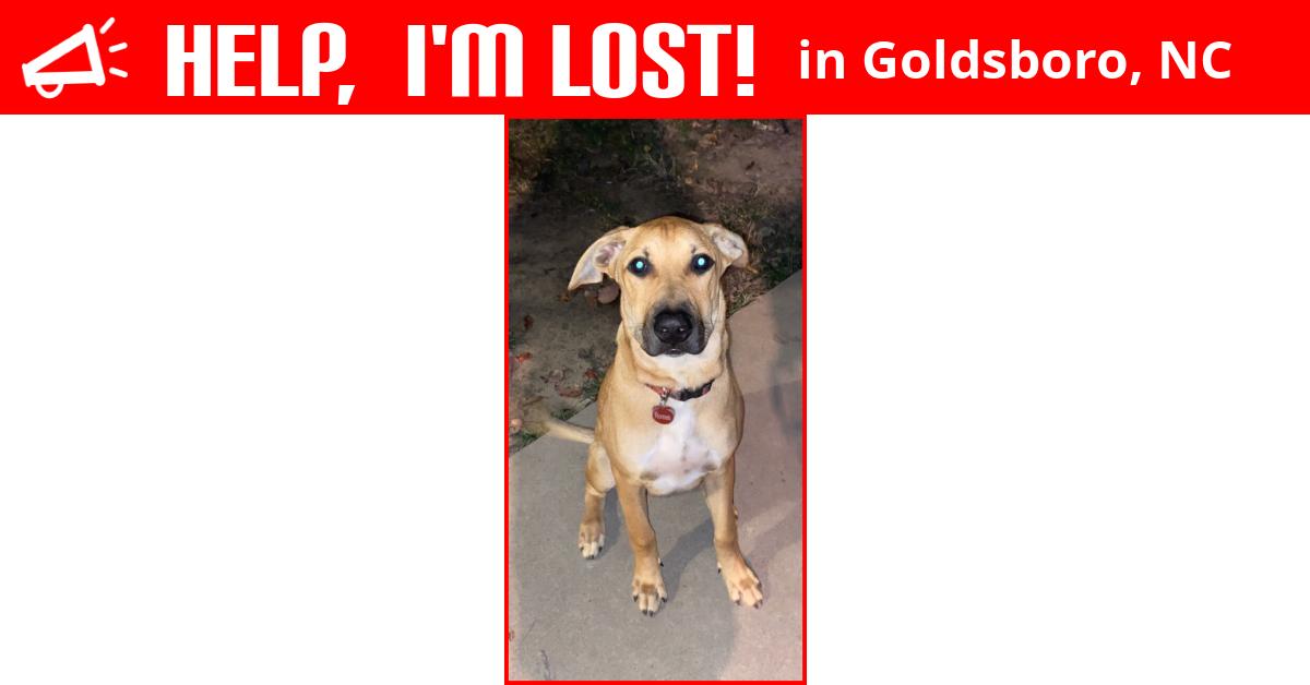 Lost Dog (Goldsboro, North Carolina) Romeo