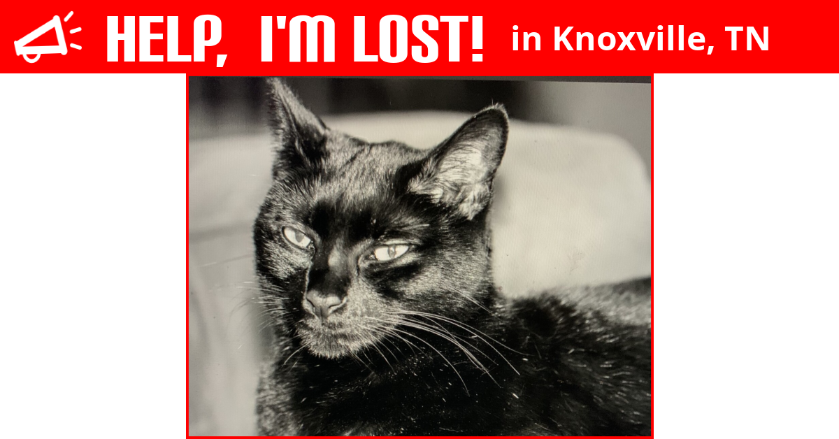 Lost Cat (Knoxville, Tennessee) Bella