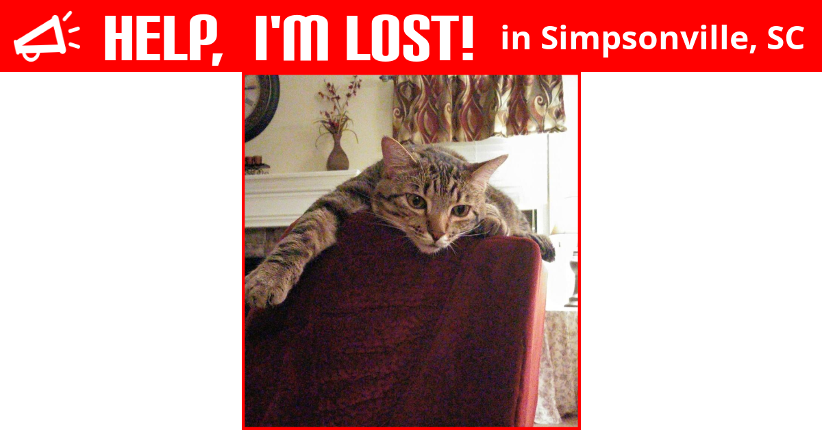 Lost Cat (Simpsonville, South Carolina) Simba