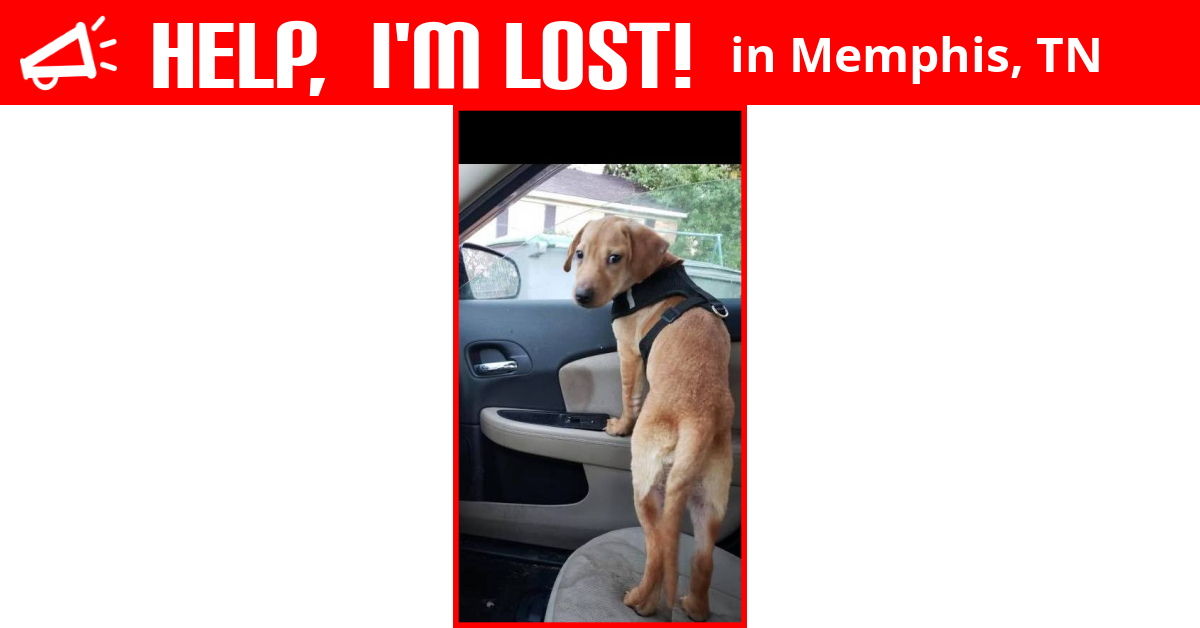 Lost Dog (Memphis, Tennessee) Cochise
