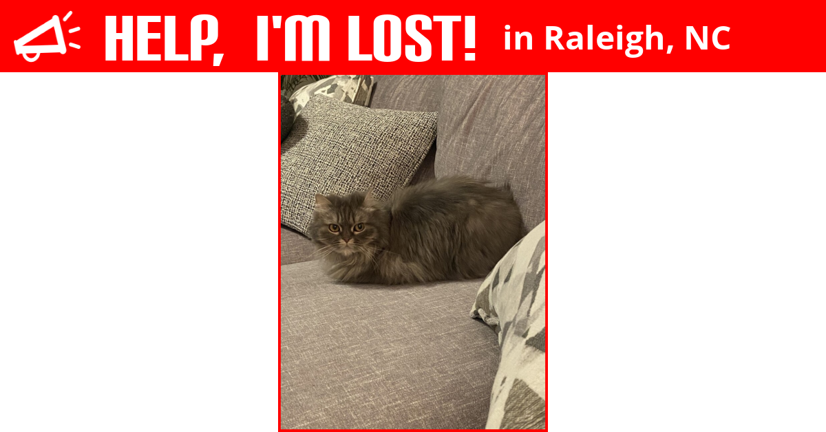 Lost Cat (Raleigh, North Carolina) Sophia