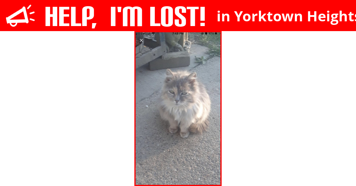 Lost Cat (Yorktown Heights, New York) Shaggy