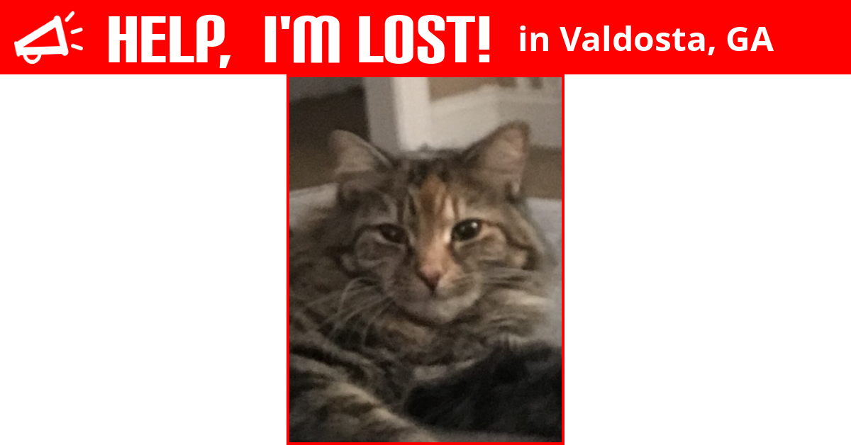 Lost Cat (Valdosta, Thea