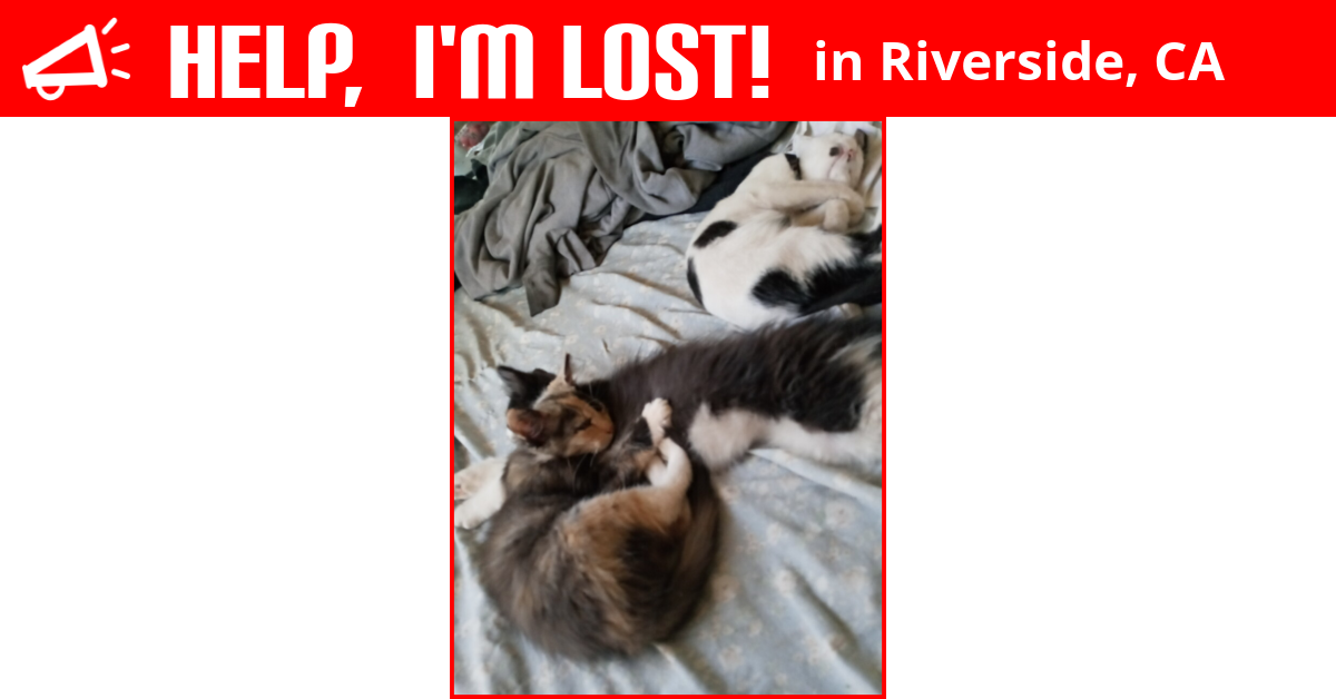 Lost Cat (Riverside, California) Sassy