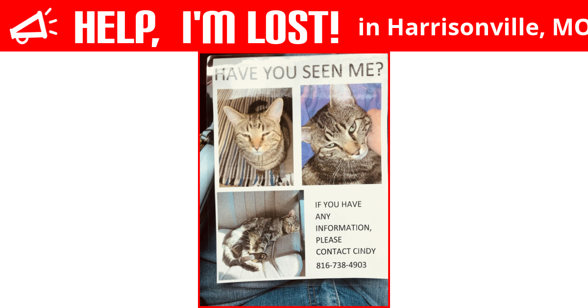 Lost Cat (Harrisonville, Missouri) Oliver