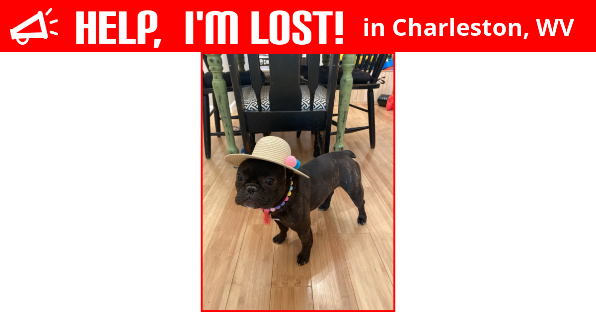 Lost Dog (Charleston, West Virginia) Penelope