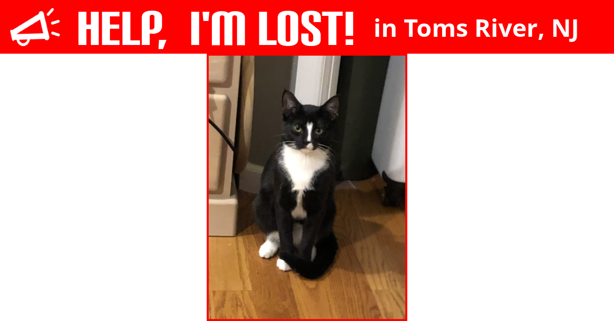 Lost Cat (Toms River, New Jersey) Figgy