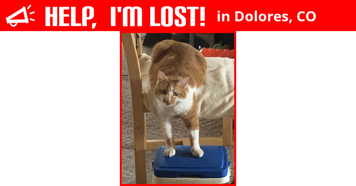 Lost Cat (Dolores, Colorado) Sweetie
