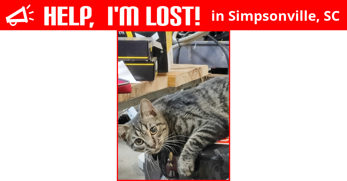 Lost Cat (Simpsonville, South Carolina) Boog