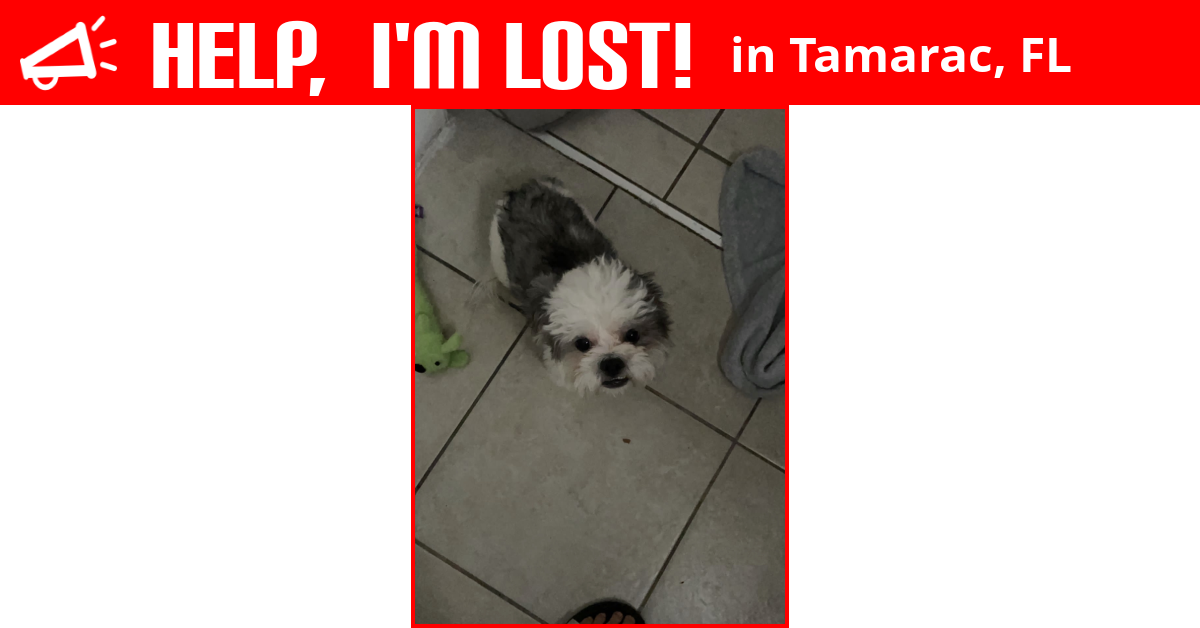 Lost Dog (Tamarac, Florida) Teddy