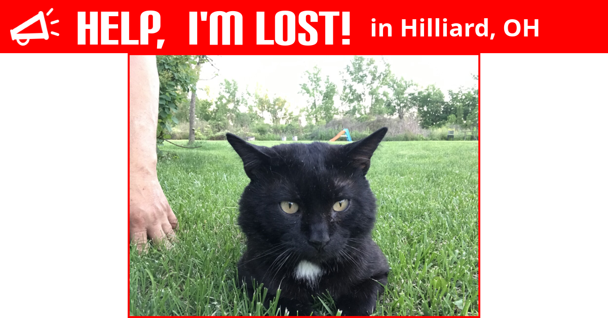 Lost Cat (Hilliard, Ohio) Busbus