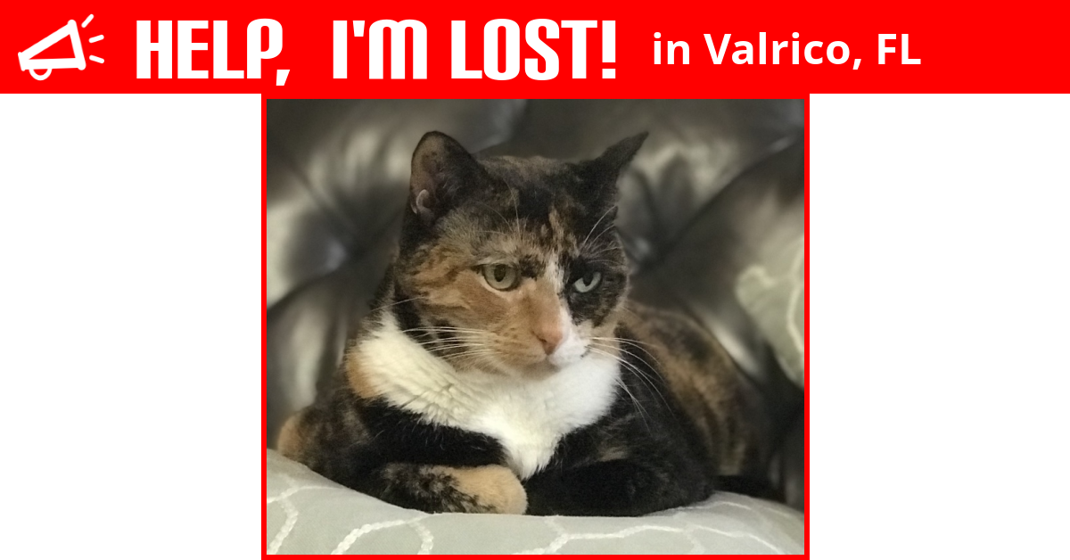 Lost Cat (Valrico, Florida) Moxy